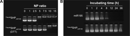 Figure 4 Agarose gel electrophoresis.Notes: (A) Condensation ability of miR195 with FasudilSHPmiR195 and DTT-triggered miR195 release from FasudilSHPmiR195. (B) Stability test of FasudilSHPmiR195 in 50% FBS conditions at 37°C.Abbreviations: DTT, dithiothreitol; FBS, fetal bovine serum; h, hour; miR195, miRNA-195.