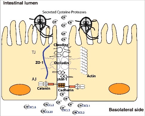 Figure 7. Model of cathepsin B cysteine proteases function during Giardia-host cells interactions. Giardia cathepsin B cysteine proteases released during host-parasite interaction have proteolytic activity and are capable of destroying the junctional complexes (TJs and AJs). The CPs can pass the epithelial barrier and degrade chemokines that are induced by intestinal epithelial cells and released on the basolateral side in response to Giardia infection.