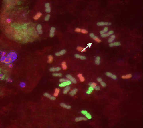 Figure 3. An F4 cell of line 4A showing eight E genome chromosomes, two from the R genome plus one E/R and one wheat/R translocated chromosomes (arrowed).