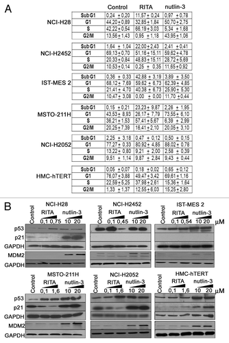 Figure 2. RITA and nutlin-3 show different effects on cell cycle and differently modulate p53 and p21 levels. (A) Cell cycle analysis of mesothelioma cell lines (NCI-H28, NCI-H2452, IST-MES 2, MSTO-211H, and NCI-H2052) and HMC-hTERT treated with RITA at its IC50 values and 10 μM nutlin-3 for 24 h. For NCI-H2052 and HMC-hTERT, RITA IC50 was not determinable, therefore these cell lines were treated with RITA at the maximum dose used (1.6 μM). The table reports the mean ± standard deviation values from 2 independent experiments. Raw data from both experiments are reported in Table S2. (B) p53, p21, and MDM2 protein levels were analyzed by western blot following cell treatment with 2 doses of RITA (IC50 and 0.1 μM) and nutlin-3 (10 μM and 20 μM) for 24 h. GAPDH was used as a loading control. Representative blots are shown out of 3 independent western blot experiments.