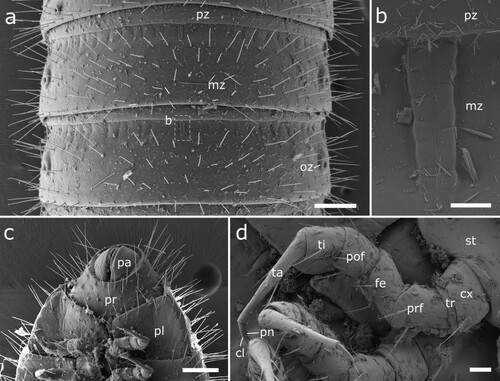 Figure 16. Body-rings and legs of Siphonethus obtusus sp. nov. (NZAC03038954) from New Zealand, male, SEM images. (a) Body-ring, dorsal view. (b) Details (mesal rectangular structure) of (a). (c) Posterior body-rings and preanal ring, ventral view. (d) Posterior leg. Scale: a, c = 100 µm, b = 10 µm, d = 20 µm. Abbreviations: cl = claw, cs = coxal sacs, cx = coxa, fe = femur, mz = metauonite, oz = ozopore, pa = paraproct, pof = postfemur, pl = pleurite, pn = paronychium, pr = preanal ring, prf = prefemur, ta = tarsus, ti = tibia, tr = trochanter.