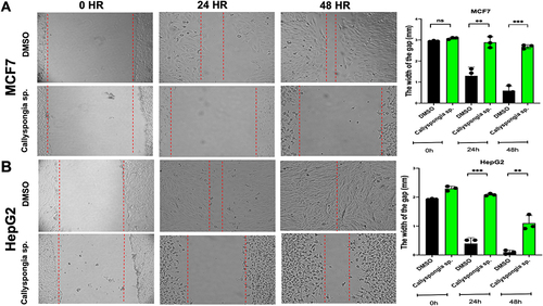 Figure 6 The effect of C. siphonella on MCF-7 and HepG-2 migrations. Representative images show migration of (A) MCF-7 cells and (B) HepG-2 cells treated with DMSO and C. siphonella extract at different time points 0, 24 and 48 hrs. Graphical data shows the width of the gap between migrated cells. Data are displayed as mean ± SD. **Significant difference at p < 0.01. ***Significant difference at p < 0.001.