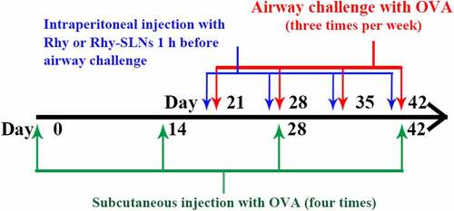 Figure 1. A schematic overview of asthma induction in mice. OVA, ovalbumin; Rhy, rhynchophylline; Rhy-SLNs, rhynchophylline-solid lipid nanoparticles