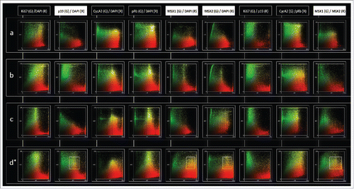 Figure 5. Intensity correlation analysis of MSX1, MSX2, p19INK4d and proliferation markers in human incisor tooth germs during the investigated period. Intensity correlation analysis of MSX1, MSX2, p19INK4d and proliferation markers in human incisor tooth germ during bud (row a), bud-to-cap (row b), cap (row c) and early bell stage (row d) of development; Expression patterns of investigated factors displayed on color scatterplots are split into red (R) (x-axis) and green (G) channels (y-axis). Yellow color on scatterplots designates positive correlation between the two channels, meaning that both factors are not only expressed in the same tissue (overlapping expression domains/co-occurrence), but also in the same cellular compartment (nuclear or cytoplasmic expression pattern/co-localization). Scatterplots on the left show the type of expression pattern specifically for each factor (DAPI columns). Intensity correlation between the expression patterns of pairs of investigated factors is also shown on (columns Ki67/p19; Cyc A2/pRb; MSX1/MSX2). Note that expression pattern of Ki67, Cyclin A2 and pRb is predominantly nuclear (rows a-d; columns Ki67/DAPI, Cyc A2/DAPI and pRb/DAPI), whereas p19INK4d and MSX1 display cytoplasmic expression pattern (rows a-d; columns p19/DAPI and MSX1/DAPI). Similar correlations can be made for MSX2, except for a shift from cytoplasmic to nuclear expression pattern observed in the cap stage (row c; column MSX2/DAPI). Positive intensity correlation between the expression patterns of MSX1 and MSX2 can only be seen during the bud (row a; column MSX1/MSX2) and early bell stage (row d, column MSX1/MSX2). Framed areas (row d; columns p19/DAPI, MSX1/DAPI, MSX2/DAPI) show correlation bias since p19INK4d, MSX1 and MSX2 display perinuclear and/or cytoplasmic expression patterns during the early bell stage. Correlation bias is due to low magnification of merged image doublets (× 10) on which the intensity correlation analysis has been performed. However, positive correlation between the expression patterns of MSX1 and MSX2 in the early bell stage is valid since both factors have cytoplasmic expression pattern and their expression domains significantly overlap (row d; column MSX1/MSX2, framed area).