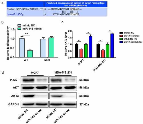 Figure 4. AKT3 is a target of miR-145. (a) Bioinformatics analysis showed the complementary sites of miR-145 in AKT3 3’-UTR. (b) Luciferase activity assay was performed in MCF7 cells co-transfected with either AKT3 wild-type plasmid or AKT3 mutant plasmid and miR-145 mimic. (c) The mRNA expression of AKT3 was detected in MCF-7 and MDA-MB-231 cells after miR-145 mimic or inhibitor transfection. (d) The protein expression of AKT3 and total AKT and the P-AKT level was analyzed in MCF-7 and MDA-MB-231 cells after miR-145 mimic transfection. Values were expressed as means (SD). *P < 0.05, **P < 0.01.