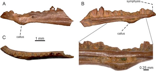 FIGURE 4. Tinosaurus europeocaenus, left dentary IRSNB R 462 showing a bony callus in A, lateral; B, medial with a detail of the callus; and C, dorsal views.