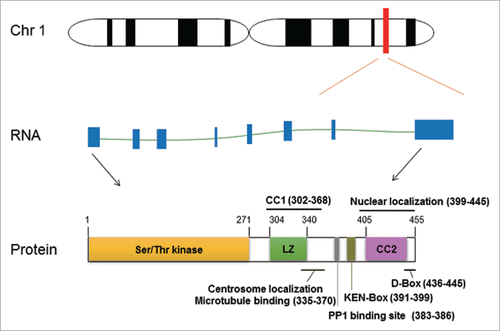 Figure 1. Genomic information of human NEK2 gene. The genomic locus of DJ-1 gene is located on the long arm q32 of chromosome 1 with 17,375 base pairs in length. NEK2 contains 8 exons (blue boxes), which currently has been transcribed with 5 transcript variants, and 3 of them coding proteins. The full-length transcript (NM_002497.3) and encoded protein structure is illustrated. The localization of the catalytic domain (serine/threonine kinase), leucine zipper (LZ), coiled coil (CC), PP1 binding site, KEN-box, D-box, centrosome localization microtubule binding site and nucleolar localization are indicated.