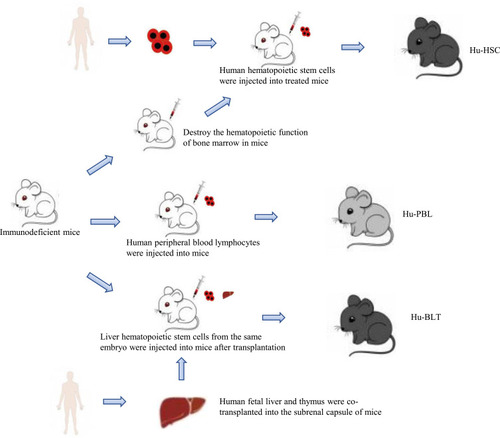 Figure 2 Construction method of humanized mice of human immune system. The construction of humanized mice needs to use immunodeficient mice as a tool. By transplanting different human immune organs or cells into immunodeficient mice, three different humanized mice can be constructed. Among them, the Hu-HSC model also needs to destroy the hematopoietic function of bone marrow in mice.