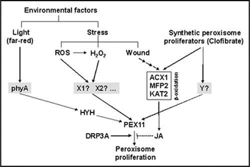 Figure 1 Proliferation of peroxisomes triggered by environmental and synthetic proliferators in Arabidopsis. ROS, reactive oxygen species; ACX1; acyl-CoA oxidase 1; MFP2, multifunctional protein 2; KAT2, 3-ketoacyl-CoA thiolase 2; HYH, HY5 Homolog; DRP3A, dynamin-related protein 3A; JA, jasmonic acid; phyA, phytochrome A. The components highlighted in grey represent the mostly unknown potential specific receptors of different peroxisome proliferators. The solid lines indicate positive effect whereas dashed lines represent negative modulation. Recent findings by Castillo et al., (2008)Citation24 and Desai and Hu (2008)Citation29 are integrated in this scheme.