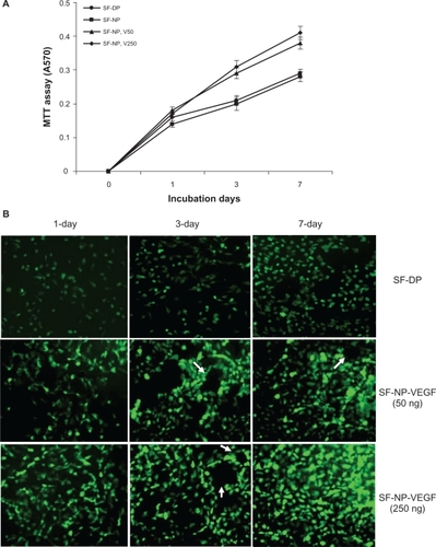 Figure 3 Nanoparticle-delivered VEGF stimulates endothelial cell proliferation and tube formation. A) MTT assay of the viability and proliferation of endothelial cell (EC) on scaffolds. B) Morphological changes of EC at 2, 3, or 7 days after incubation. SF-NP-VEGF showed more elongated EC cells and circular structures (tube formation) at day 3 and day 7.Abbreviations: DP, decellularized scaffolds; MTT, 3-(4,5-dimethylthiazol-2-yl)2,5-diphenyltetrazolium bromide; NP, nanoparticles; SF, scaffolds; V/VEGF, vascular endothelial growth factor