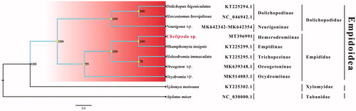 Figure 1. Bayesian phylogenetic tree of 10 Diptera species. The posterior probabilities are labeled at each node. Genbank accession numbers of all sequence used in the phylogenetic tree have been included in the figure and corresponding to the names of all species.