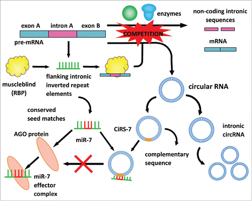 Figure 1. The biogenesis and the microRNA-sponge function of circular RNAs In eukaryotic cells, pre-mRNA comprises intermittently arranged exons and introns. Typically, under the catalysis of spliceosomal machinery or groups I and II ribozymes, exons are spliced out from introns and rejoined into mature mRNAs, while introns are metabolized in cytoplasm. On certain occasions, pre-mRNA with flanking intronic inverted repeat elements can bind with muscleblind, a type of RNA binding protein (RBP), and form a pre-mRNA-RBP complex. The pre-mRNA-RBP complex competes with pre-mRNAs as the catalytic site of spliceosomal machinery or groups I and II ribozymes and consequently is catalyzed into circular RNAs (circRNAs), including intronic circRNA and exonic circRNA. Intronic circRNA exists in the cytoplasm and can are passed on to offspring, affecting RNA-mediated inheritance and epigenetics. Exonic circRNAs function as microRNA sponges in the cytoplasm, regulating the function of microRNAs. For example, miR-7 exerts its biological function by binding with the AGO protein to form an miR-7 effector complex. A circular RNA sponge for miR-7 (ciRS-7) can harbor the conserved seed matches of miR-7 in its complementary sequence, which inhibits the formation of the miR-7 effector complex. Therefore, the function of miR-7 is regulated by ciRS-7.