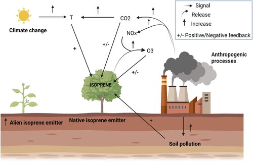 Figure 1. Dynamic of plant isoprene emission and settlement of alien isoprene-emitting species induced by anthropogenic processes determining environmental stresses or by climate change. Positive or negative feedback (+/−) refers to the direct effects of pollutants on the isoprene emission capacity. ↑ represents the direct effects of anthropogenic processes and climate change on the increasing of air and soil determinants and settlement of new isoprene emitter species. Figure was created with BioRender.com.