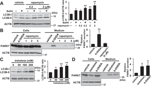 Figure 8. Trehalose but not rapamycin promoted PARK7 secretion in WT MEF cells. (A) WT MEF cells were treated with 100 nM BafA1 for 1 h and were then treated with 0–2 μM rapamycin for 3 h. Whole cell lysates were immunoblotted using antibodies specific for LC3B or ACTB. LC3B and ACTB band intensities were quantified by densitometric scanning and LC3B-II:ACTB ratio is shown. n = 3; mean ± S.D.; **, p < 0.01. (B) WT MEF cells were treated with 1–5 μM rapamycin or 75 μM 6-OHDA for 3 h and were then cultured in serum-free medium for 2 h. Whole cell lysates and the conditioned medium were immunoblotted using antibodies specific for PARK7 or ACTB. PARK7 band intensities were quantified by densitometric scanning and relative secretion level to vehicle-treated cells is shown. n = 3; mean ± S.D.; **, p < 0.01. (C) WT MEF cells were treated with 0–200 mM trehalose for 48 h. Whole cell lysates were immunoblotted using antibodies specific for LC3B or ACTB. LC3B and ACTB band intensities were quantified by densitometric scanning and LC3B-II:ACTB ratio is shown. n = 3; mean ± S.D.; *, p < 0.05; **, p < 0.01. (D) WT MEF cells were treated with 200 mM trehalose for 48 h or 75 μM 6-OHDA for 3 h and were then cultured in serum-free medium for 2 h. Whole cell lysates and the conditioned medium were immunoblotted using antibodies specific for PARK7 or ACTB. PARK7 band intensities were quantified by densitometric scanning and relative secretion level to vehicle-treated cells is shown. n = 3; mean ± S.D.; *, p < 0.05.