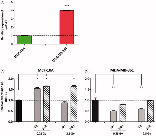 Figure 1. miR-21 expression in MCF-10A and MDA-MB-361 cells after exposure to radiation. (a) Relative expression of endogenous miR-21 presented as fold change after normalization to RNU44 and to non-transformed mammary epithelial cells MCF-10A (set as 1). Relative miR-21 expression in MCF-10A (b) and MDA-MB-361 (c) cells 4 and 24 h after exposure to 0.25 and 2.5 Gy doses of irradiation, in correlation to the expression of sham-irradiated controls at each time-point. Data represent means ± SEM (n = 3). Student’s t-test was used for statistical analysis. *p < 0.05, **p < 0.01, ***p < 0.001.