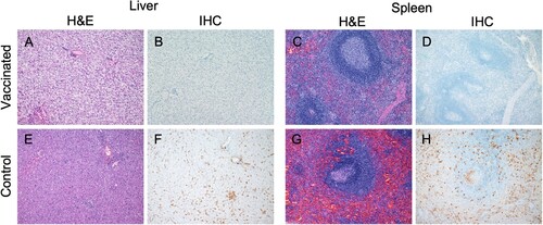 Figure 2. Histopathology and immunohistochemistry (IHC) in NHPs after TAFV infection. Cynomolgus macaques (n = 4) were vaccinated with 1 × 107 PFU of VSV-TAFV whereas control NHPs remained naïve. All NHPs (n = 8) were challenged with 1 × 103 PFU of TAFV 28 days after vaccination. Tissue samples were collected at the time of euthanasia (8-11 or 42 DPC for control and vaccinated NHPs, respectively) and stained with heamatoxylin and eosin (H&E) or TAFV antigen by IHC. (A,B) liver and (C-D) spleen samples of vaccinated NHPs. (E-F) liver and (G-H) spleen tissues of control NHPs.