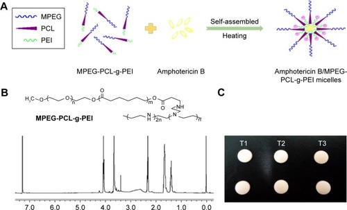 Figure 1 (A) Spontaneous AmB-loaded micelles formation from amphiphilic molecules in aqueous media; (B) the chemical formula and the 1H-NMR spectra (400 MHz, CDCl3) of MPEG-PCL-g-PEI; (C) buccal tablets containing AmB+DOC (T1), AmB+MPEG-PCL-g-PEI physical mixtures (T2), and AmB/MPEG-PCL-g-PEI micelles (T3).Abbreviations: AmB, amphotericin B; MPEG-PCL-g-PEI, monomethoxy poly(ethylene glycol)-poly(epsilon-caprolactone)-graft-polyethylenimine; DOC, sodium deoxycholate.