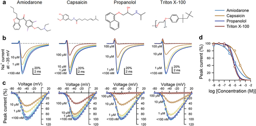 Figure 1. Amphipathic compounds inhibit voltage-gated Na+ currents from NaV1.5 channels expressed in HEK293 cells. (a), Molecular structures of the amphipaths (from left to right): amiodarone, capsaicin, propranolol, and Triton X-100. (b-c), Representative Na+ currents elicited by a step from −120 to the −35-mV test voltage (b), and peak Na+ current-voltage plots across all test voltages (c) with 10−9 to 10−[Citation4] M (blue-red spectrum) of membrane-permeable amphipathic compounds in the extracellular solution. (d), Dose-response curves for maximum peak Na+ current of NaV1.5 vs. amphipathic concentration; IC50 values: amiodarone, 8.4 µM; capsaicin, 60.2 µM; propranolol, 7.6 µM; Triton X-100, 5.3 µM.