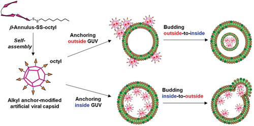 Figure 1. Schematic illustration of the alkyl anchor-modified artificial viral capsid budding outside-to-inside and inside-to-outside giant unilamellar vesicles (GUVs).