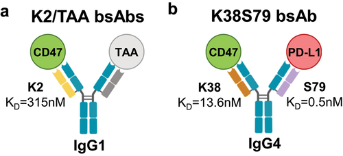 Figure 1. Schematic representation of bispecific antibodies used for structural studies.