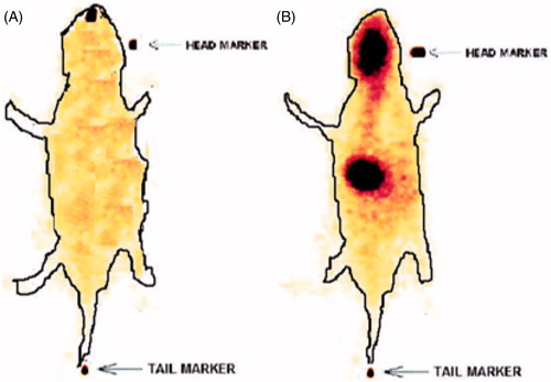 Figure 3. Scintigraphy image of rat at (A) 0 h and (B) 1.0 h following intranasal administration of drug loaded nanoemulsion.