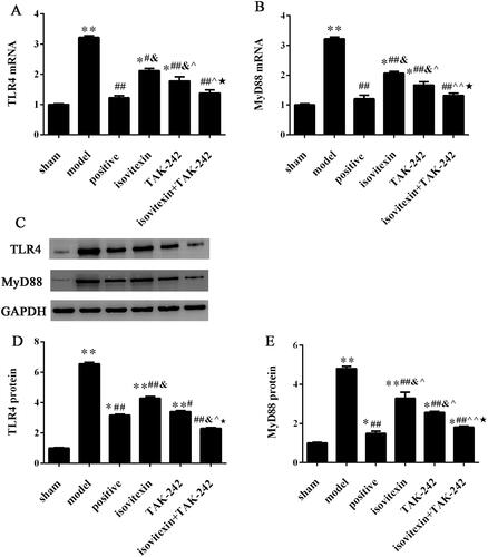 Figure 3. Expression of TLR4 and MyD88. Expression of (A) TLR4 mRNA. (B) MyD88 mRNA. (C) Representative images of western blot analysis. Relative protein expression levels of (D) of TLR4; (E) MyD88. *p < 0.05 compared with the sham group, **p < 0.01 compared with the sham group; #p < 0.05 compared with the model group, ##p < 0.01 compared with the model group; &p < 0.05 compared with the positive group; ^p < 0.05 compared with the isovitexin group, ^^p < 0.01 compared with the isovitexin group; ★p < 0.05 compared with the TAK-242 group.