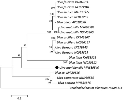 Figure 1. Maximum likelihood phylogenetic tree for U. meridionalis based on the chloroplast genomes. Numbers above each node indicate the bootstrap support value.