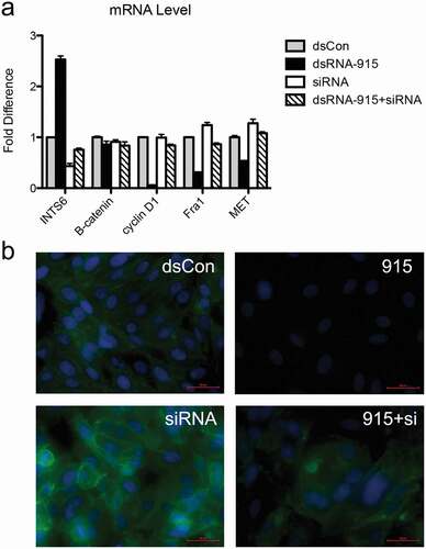 Figure 7. Knockdown of INTS6 reverses the suppressive effect of dsRNA-915 on Wnt/β-catenin signaling in PC3 cells. INTS6 gene expression was knocked down with siRNA targeting the INTS6 mRNA sequence. The ability of dsRNA-915 to suppress Wnt/β-catenin signaling in PC3 cells was assessed with or without siRNA treatment. (a) The siRNA treatment suppressed the up-regulation of INTS6 mRNA in dsRNA-915-treated cells. This siRNA treatment reversed the suppressive effect of dsRNA-915 on Wnt-targeted signals (cyclin D1, Fra1 and MET). The results were standardized to those of the dsControl group, and the data are presented as the mean ± SD of three independent real-time PCR experiments. (b) The β-catenin protein (green fluorescence) was analyzed by immunohistochemistry. The siRNA treatment enhanced β-catenin expression in PC3 cells and partially reversed the suppressive effect of dsRNA-915 on β-catenin protein levels