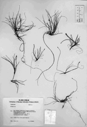 Figure 1. Isolepis crassiuscula × Isolepis lenticularis from Mount Tongariro, New Zealand.