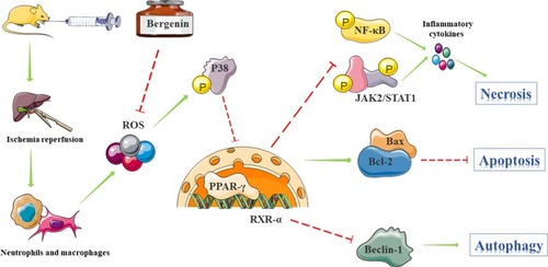 Figure 7 Mechanism of action of Bergenin. Bergenin mediates the binding of PPAR-γ to RXR-α mainly by eliminating IR-induced ROS which activates P38 MAPK pathways. Inhibition of NF-κB p65 and JAK2/STAT1 pathways blocks the release of related pro-inflammatory factors. Additionally, by up-regulating Bcl-2 and down-regulating Bax, the opening of the mitochondrial permeability transition pore (MPTP) is affected, preventing the release of cytochrome C from mitochondria and thereby inhibiting hepatocyte apoptosis. Thus, up-regulation of Bcl-2 results in increased binding to Beclin1, which reduces autophagy by inhibiting the transformation of LC3-I to LC3-II. Therefore, the hepatoprotective effect of Bergenin is mediated by three mechanisms: necrosis, apoptosis and autophagy.