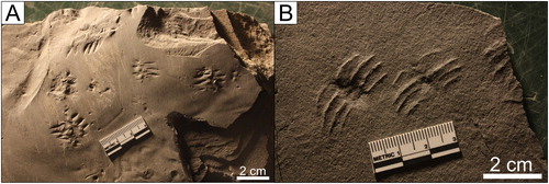 Figure 19. Arborichnus repetitus: A) UCM 4646 (MSC 25968) B) UCM 3549 (MSC 27905).