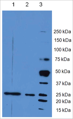 Figure 9. L21–200 expression in E. Coli. Lane 1: L21–200 purified under native conditions; lane 2: L21–200 purified under denaturing conditions; lane 3 Molecular weight Marker Precision Plus Protein™ Dual Color Standards (Bio-rad Milan, Italy).