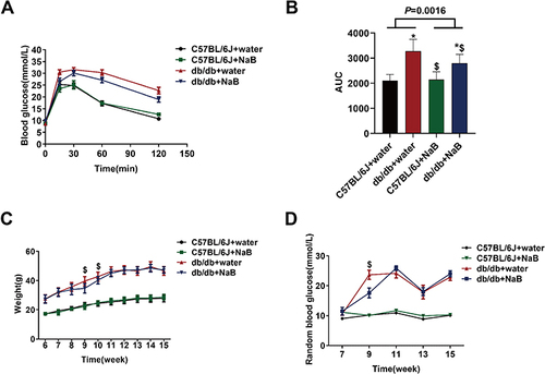 Figure 5 NaB improved IPGTTof db/db mice. (A) Intraperitoneal glucose tolerance test (IPGTT) curve. (B) Statistical analysis of area under the curve (AUC). (C) Body weight curve. (D) Random blood glucose curve. Data are expressed as mean ± SEM (n = 10 in each group). *P < 0.05 vs C57BL/6J+water group; $P < 0.05 vs db/db+water group.