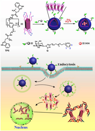 Figure 16 Cartoon of the self-assembly and drug-loading process of a vesicle based on Trp-modified pillar[5]arene and a galactose derivative and its possible cellular pathways.Notes: Reprinted with permission from Yang K, Chang YC, Wen J, et al. Supramolecular vesicles based on complex of Trp-modified pillar[5]arene and galactose derivative for synergistic and targeted drug delivery. Chem Mater. 2016;28:1990–1993.Citation89; Copyright 2016, American Chemical Society.