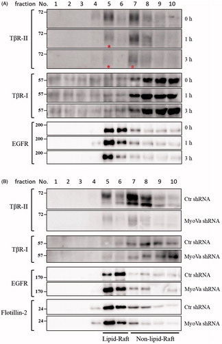 Figure 8. PBrP induces TβRII degradation in lipid rafts. A549 cells or shRNA-silenced A549 cells were left untreated or incubated with 0.5 μM of PBrP for 0, 1 and 3 h in low-serum DMEM and lysed. Subsequently, 10 sucrose density gradient fractions of the lysates were collected through ultracentrifugation, as described in Materials and methods section. Thirty microgram of protein from each fraction was subjected to SDS-PAGE and transferred onto PVDF membranes, and blotted with anti-TβRII, anti-TβRI and EGFR antibodies. Protein samples from various treatments in acrylamide gel strips were synchronously electrotransferred onto the same PVDF membrane and then simultaneously proceeded for Western blotting; therefore, the signals of distinct proteins from various treatments were mutually comparable. (A) PBrP treatment reduced TβRII predominately in raft fractions within 3 h. (B) MyoVa depletion reduced TβRII in raft and non-raft fractions without altering the protein abundance and subcellular compartmentation of TβRI, EGFR or raft marker flotillin-2.