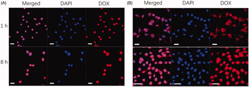Figure 5. Cellular uptake of free DOX and DOX-loaded NPs. Confocal microscopy image of cells incubated with free DOX (A) and LbL DOX-loaded NPs (B) for different time intervals (upper: 1 h, bottom: 8 h, scale bars are 20 μm).