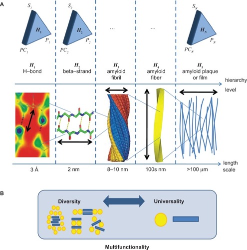 Figure 7 UDP. A) General view of hierarchical structural formation from levels H1 to HN. At each hierarchical level there exists a compartmentalized interplay of structure (Si), processes (PCi), and properties (Pi), resulting in a particular hierarchical function/requirement. Each hierarchical level contributes to the system’s entire materiome, as depicted in Figure 6. The lower part shows the hierarchical structure exemplified through amyloid protein material, from weak hydrogen bonding to β-strand structures, fibrils to fibers, and ultimately plaques (see Knowles et al,Citation85 for example). B) Schematic illustration of the interplay of diversity and universality. The integration of diverse and universal features provides the structural basis to achieve multifunctionality without the need to introduce new building blocks. Copyright © 2010. Nature Publishing Group, a division of Macmillan Publishers Limited. Adapted with permission from Buehler MJ. Nanomaterials: strength in numbers. Nat Nanotechnol. 2010;5:172–174.Citation39