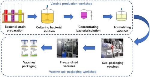 Figure 3. The main production process of live attenuated Brucella vaccine in the biological products company, Chongqing, China.