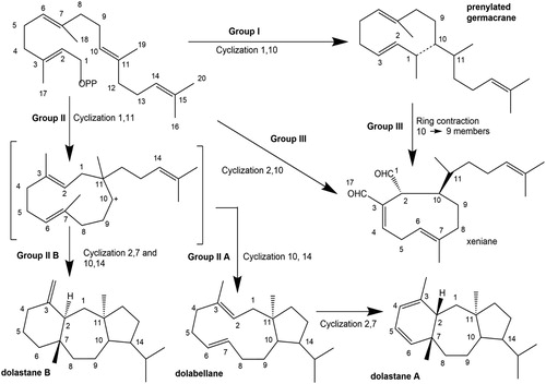 Figure 1. Hypothetical biosynthetic pathway for the production of Group I, II, and III diterpenes by Dictyota and Canistrocarpus (Teixeira and Kelecom Citation1988, Citation1989; Teixeira Citation2010).