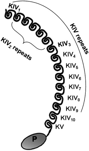 Figure 1. Molecular structure of apolipoprotein(a). Apolipoprotein(a) contains 10 subtypes of KIV repeats, as one copy of KIV1, multiple copies of KIV2 and one copy each of KIV3 to KIV10, KV and inactive protease-like (P) domain.