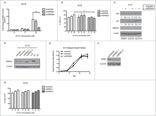 Figure 5. ERRβsf knockdown reverses DY131-mediated cell death and G1 arrest in A172 cells. (A) Fold change vs DMSO control of A172 shERRβ stable cells in subG1 after 24 h DY treatment determined by flow cytometry (n = 3, 2-way ANOVA).(B) Fraction of A172 shERRβ cells in G1 24 h after DY treatment determined by flow cytometry (n = 3, one-way ANOVA). (C) Protein expression of p53, p21 and ERRβsf in A172 stable scramble control cells compared to A172 shERRβsf stable cells. Densitometric values for the ratio of the indicated proteins to β-actin are normalized to the level of control expression in lane 1. (D) Western blot of A172 shERRβ stable cell lines using ERRβ-cl. 07 antibody to demonstrate ERRβ2 knockdown by shERRβ-1. Lanes labeled Δ10, β2, and SFβ2 contain whole cell lysate from T98G cells transiently transfected with the indicated cDNA. (E) Crystal violet assay staining total DNA (measured by absorption at 550 nm) to determine basal growth rates of A172 parental, stable scramble control and shERRβ stable cells. (F) Western blot of A172 ERRγ protein expression 72 h after scramble or shERRγ transient infection. (G) Percentage of A172 shERRγ cells in G1 after 24 h DY treatment determined by flow cytometry (n = 3) (*P < 0.05 **P < 0.01 ***P < 0.001).