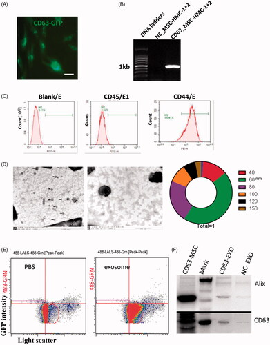 Figure 2. Characterization of exosomes. (A) Puromycin selection of bMSCs expressing CD63-GFP plasmid. Scale bar = 5 μm. (B) Agarose gel electrophoresis. (C) Flow cytometry profiles of paired marker proteins CD44 and CD45. (D) Electron micrograph (EM) profiles showing exosomes in the MSC culture supernatant (left) and control (middle), and a schematic diagram of the distribution of the average diameter of exosomes observed under EM (right). (E) Flow cytometry profiles. (F) Western blot image showing CD63 and Alix expression. CD63-MSC: CD63-MSC cell lysate; CD63-EXO: CD63-MSC exosomes; NC-EXO: NC-MSC exosome (negative control).