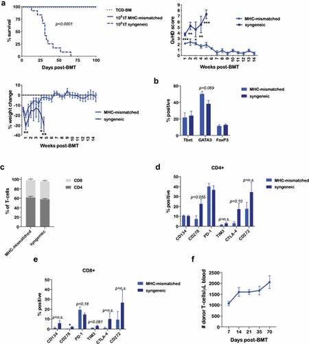 Figure 5. BEN-TBI results in T-cell tolerance to host MHC antigens in vivo. BALB/c recipient mice received 40 mg/kg BEN iv on day −2, 400 cGy TBI on day −1, and 107 BM with 3 × 106 SC from naïve BoyJ mice on day 0. ≥+100 days post-BMT, splenic T-cells of surviving mice were isolated and given as donor T-cells in a secondary transplant. Secondary recipients received 850 cGy TBI on day −1 and 107 TCD-BM from naïve C57BL/6 mice on day 0 with or without T-cells from surviving BEN-TBI conditioned mice (called MHC-mismatched). As a control, secondary recipients received T-cells from C57BL/6 mice that had previously received BEN-TBI conditioning and a syngeneic BMT (called syngeneic). (a) Survival is shown. MHC-mismatched vs. syngeneic p < .0001. Pooled data from 3 experiments are shown, n = 12 mice/group. Average GvHD score and % weight change from starting weight are shown with SEM. Representative data from 3 experiments are shown, n = 5 mice/group. * p < .05, ** p < .01, *** p < .001. (b–e) On day 0, prior to infusion in the secondary transplant, isolated T-cells from MHC-mismatched and syngeneic primary transplants were phenotyped. Average % expression with SEM is shown. Pooled data from 3 experiments is shown, n = 3/condition. * p < .05. (f) Following the secondary transplant, peripheral blood was collected on days +7, +14, +21, +35, and +70 and stained for CD45.1, denoting T-cells from the primary transplant. CBCs were determined and used to calculate absolute number of donor T-cells per μL of blood. Average number of donor T-cells with SEM is shown. Pooled data from 2 experiments are shown, n = 8 mice/group.