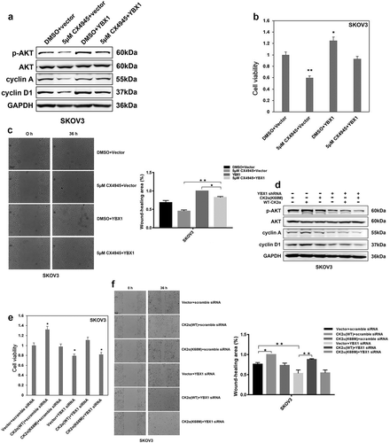 Figure 4. YBX1 is required for CK2α-induced proliferation and migration. (a). Immunoblotting evaluation of p-AKT, AKT, cyclin A, and cyclin D1 after treatment with 5 μM CX4945 for 48 h and transfection with YBX1 plasmids for 72 h in ovarian cancer cell lines (SKOV3). GAPDH staining is a loading control. (b). Cell viability was assessed after treatment with 5 μM CX4945 for 48 h and transfection with YBX1 plasmids for 72 h in ovarian cancer cell lines (SKOV3). Data were normalized to the vector and DMSO, and represent the mean values (± s.d.) from quadruplicate cultures. (c). Cell migration was assessed after treatment with 5 μM CX4945 for 48 h and transfection with YBX1 plasmids for 72 h in ovarian cancer cell lines (SKOV3). Data were normalized to the vector and DMSO, and represent the mean values (± s.d.) from quadruplicate cultures. Scale bar, 50 μm. (d). Immunoblotting evaluation of p-AKT, AKT, cyclin A, and cyclin D1 after treatment with CK2α plasmids and YBX1 siRNA for 48 h in ovarian cancer cell lines (SKOV3). GAPDH staining is a loading control. (e). Cell viability was assessed after treatment with CK2α plasmids and YBX1 siRNA for 48 h in ovarian cancer cell lines (SKOV3). Data were normalized to the vector and scramble siRNA, and represent the mean values (± s.d.) from quadruplicate cultures. (f). Cell migration was assessed after treatment with CK2α plasmids and YBX1 siRNA for 48 h in ovarian cancer cell lines (SKOV3). Scale bar, 50 μm. Data were normalized to the vector and scramble siRNA, and represent the mean values (±s.d.) of three independent experiments (*p < 0.05, **p < 0.01, ***p < 0.001).
