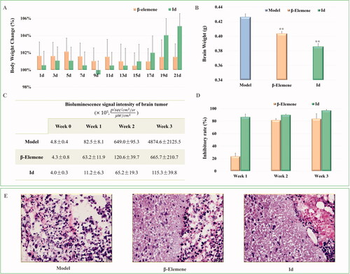 Figure 4. The anti-tumour activity of β-elemene and compound Id against brain malignant glioma (n = 5). (A) Body weight (model group as 100%). (B) Brain weight. (C) Boluminescence signal intensity of brain tumour. (D) Inhibitory rates of β-elemene and compound Id from week 1 to week 3. (E) Representative brain glioma images of the model, β-elemene, and compound Id groups. (F) Histological analysis of the brain glioma tumour tissue (**P < 0.01 vs. model group; ##P < 0.01 vs. β-elemene group).