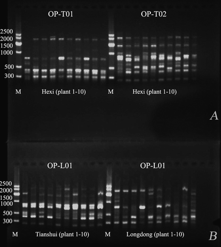 Figure 1.  RAPD-PCR profile in A: cultivar Hexi using primers OP-T01 and OP-T02, B: in cultivars Tianshui and Longdong using primer OP-L01 (B).