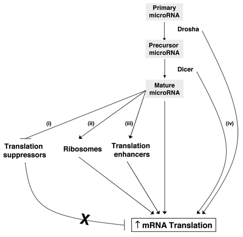 Figure 4 Schematic depicting possible scenarios whereby the Drosha→Dicer→microRNA might promote global translation. Plausible mechanisms include the microRNA-mediated (i) repression of translation inhibitors, (ii) increase in ribosome biosynthesis and (iii) increase and/or activation of translation enhancers. Additional microRNA-independent effects (iv) could involve the direct activation of translation via Dicer- and/or Drosha-controlled mechanisms.