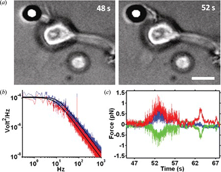 Figure 7 Force spectroscopy measurement on an individual neuron (color figure available online).