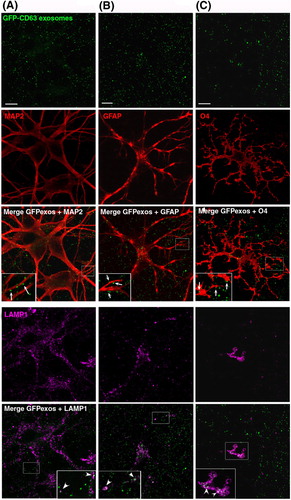 Fig. 3.  Neuroblastoma exosomes carrying GFP-CD63 bind to and are endocytosed by neurons and glial cells. Exosomes released by N2aGFP-CD63 cells were resuspended in conditioned medium and incubated for 1 h on mixed primary culture of hippocampal neurons (14 DIV). After washing, cells were co-stained with antibodies against MAP2 (A), or GFAP (B), or O4 (C), to label neurons, astrocytes and oligodendrocytes, respectively, and with antibodies against Lamp-1 (A, B, C) to stain late endosomes and lysosomes. Arrows point to exosomes bound on the cell surface. Arrowheads point to colocalization of exosomes with Lamp-1. Stacks of 3 confocal sections inside cells are shown for all conditions. Scale bars: 10 µm.