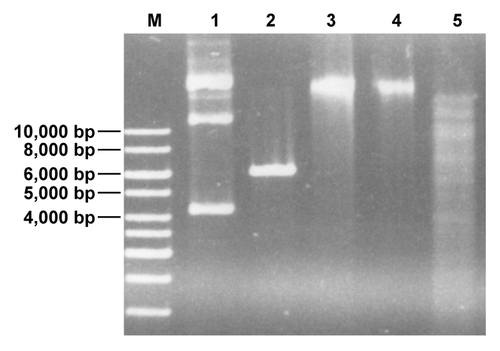 Figure 2. Chromosomal DNA of B. bifidum S17 is protected from restriction with XhoI (lane 4). As controls undigested chromosomal DNA (lane 3) and EcoRI-restricted DNA (lane 5) were loaded into the neighboring slots of the gel. Additionally, untreated (lane 1) or XhoI-digested (lane 2) pIMK2 (6,190 bp), which harbors a single XhoI-site was run on the same gel.